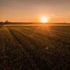 Agriculture Land for Sale in Loriya