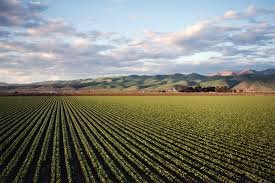 Agriculture Land For Sale in Bhachau Near Amrasar Kutch