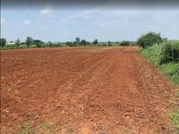 Agriculture Land for Sale in Mohadi Abdasa