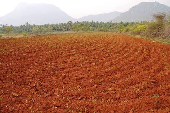 Agriculture Land for Sale in Tuna Anjar