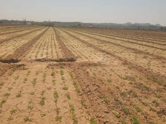 Bulk Land 100 acres in Kutch