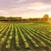 Agriculture Land for Sale in Mundra