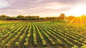 Agriculture Land for Sale in Mundra