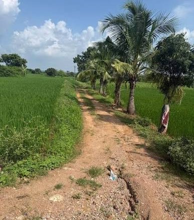 Agriculture Land for Sale in Ambliyara Bhachau