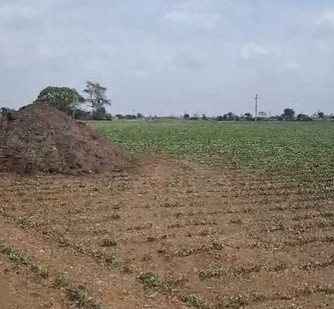 Agriculture Land for Sale in Mankuva