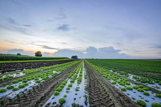 Agriculture Land for sale in Bhorara Mundra